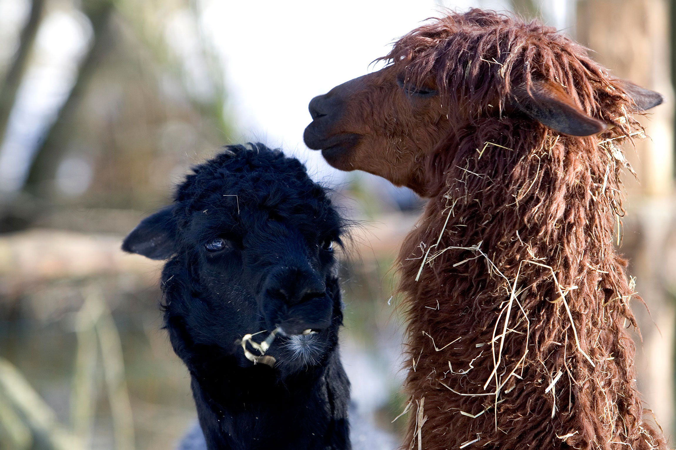 Alpaca