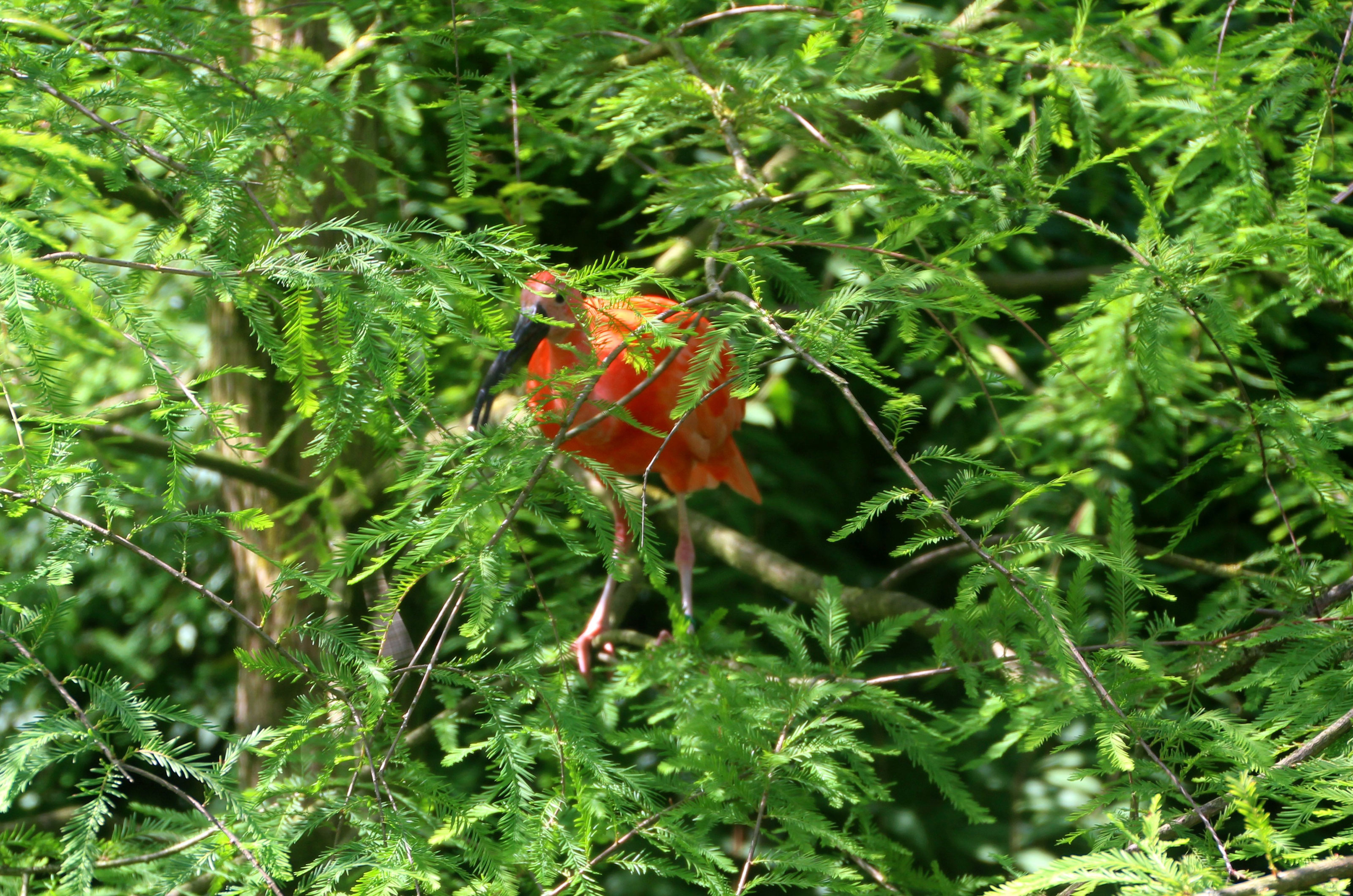 Rød ibis