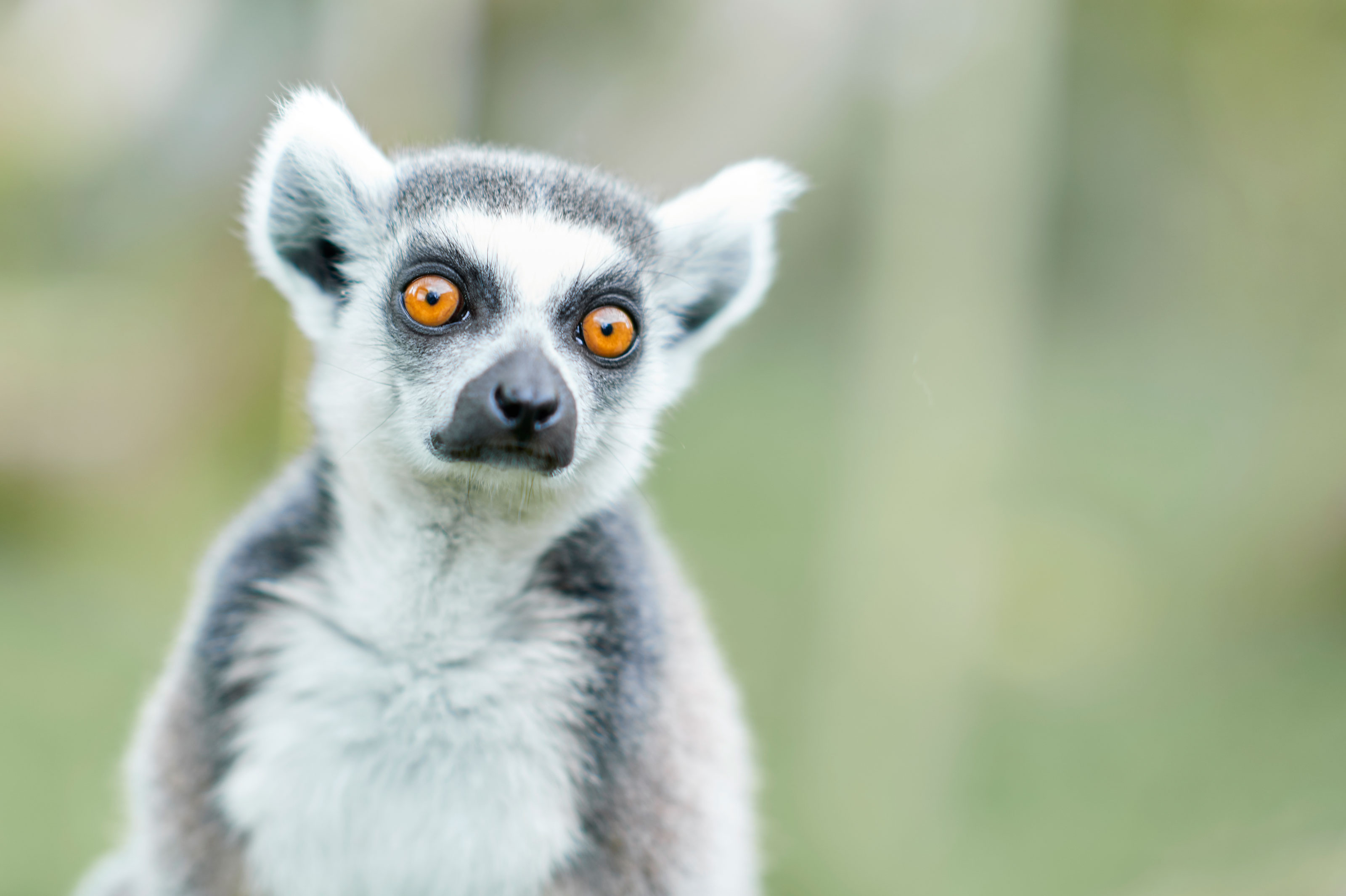 Lemur