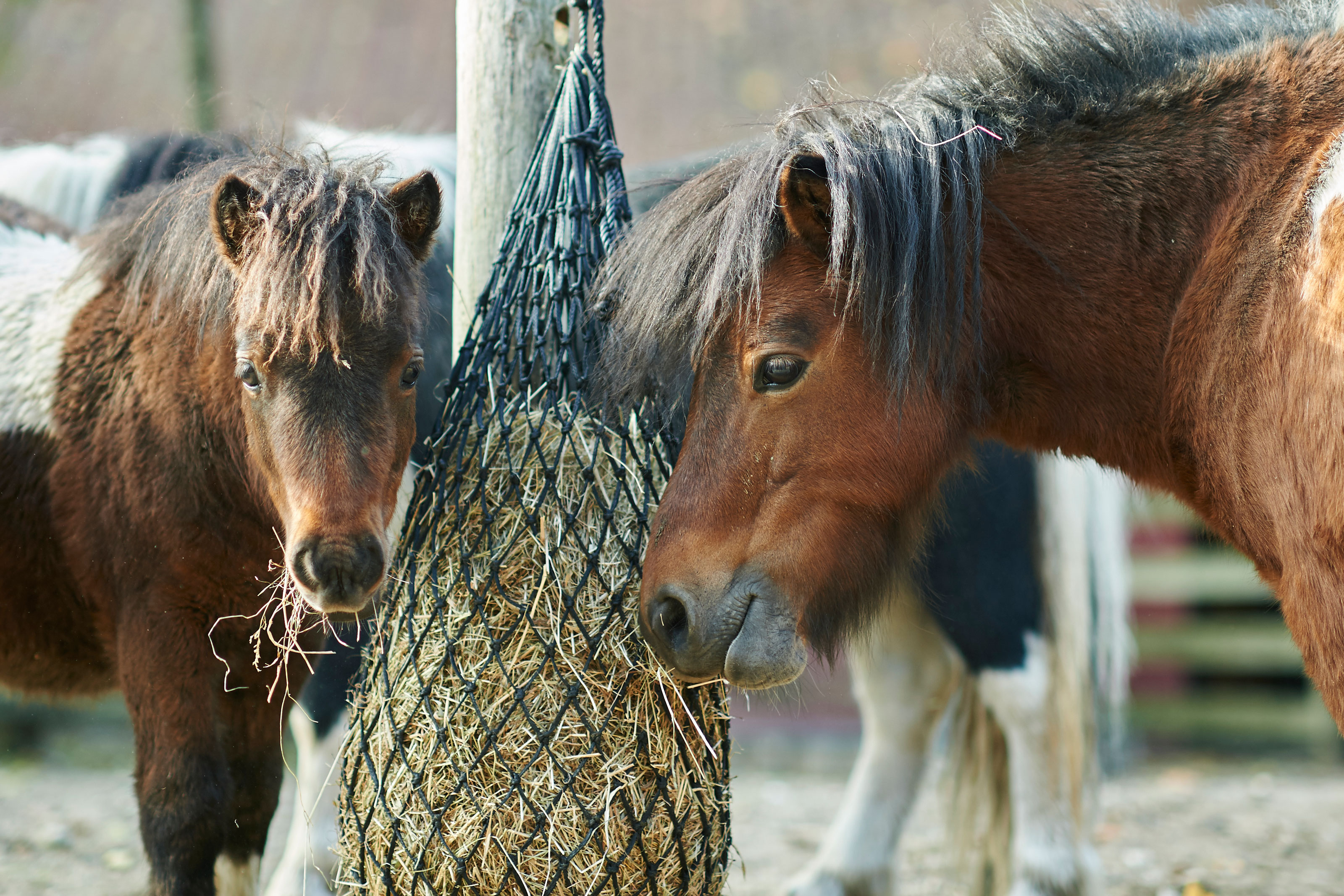 Shetlands Pony
