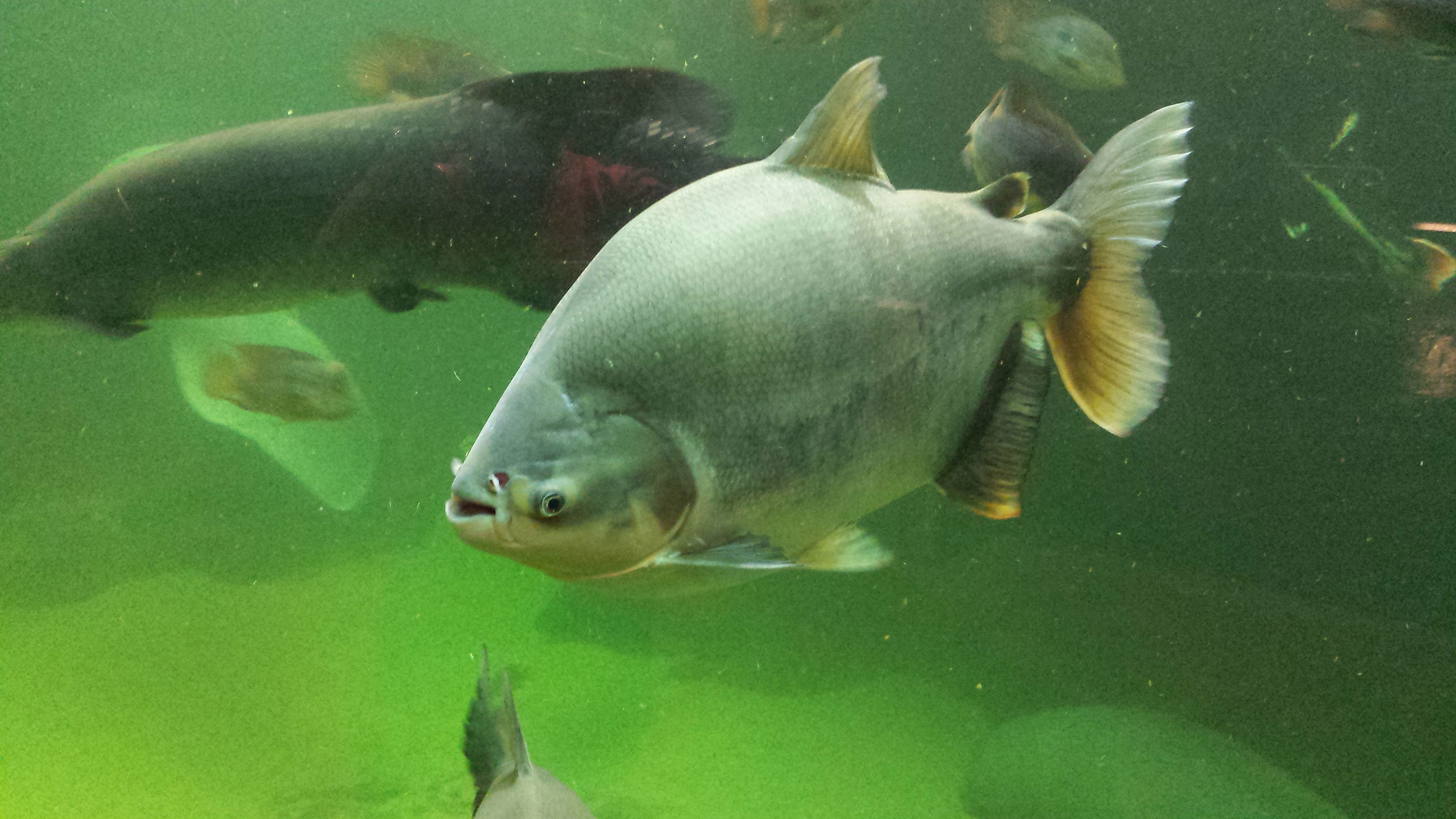 Pacu