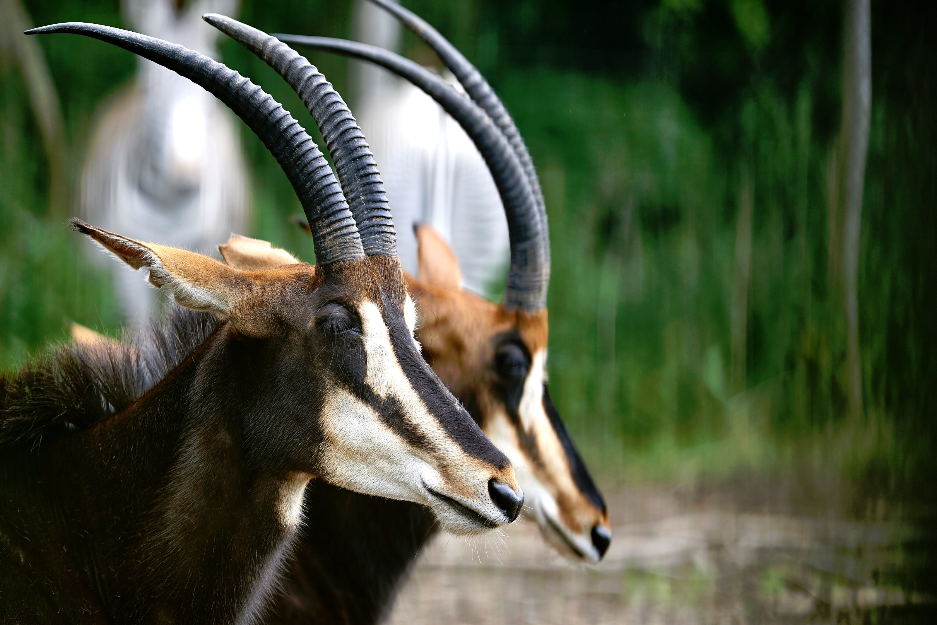 Sabelantilope