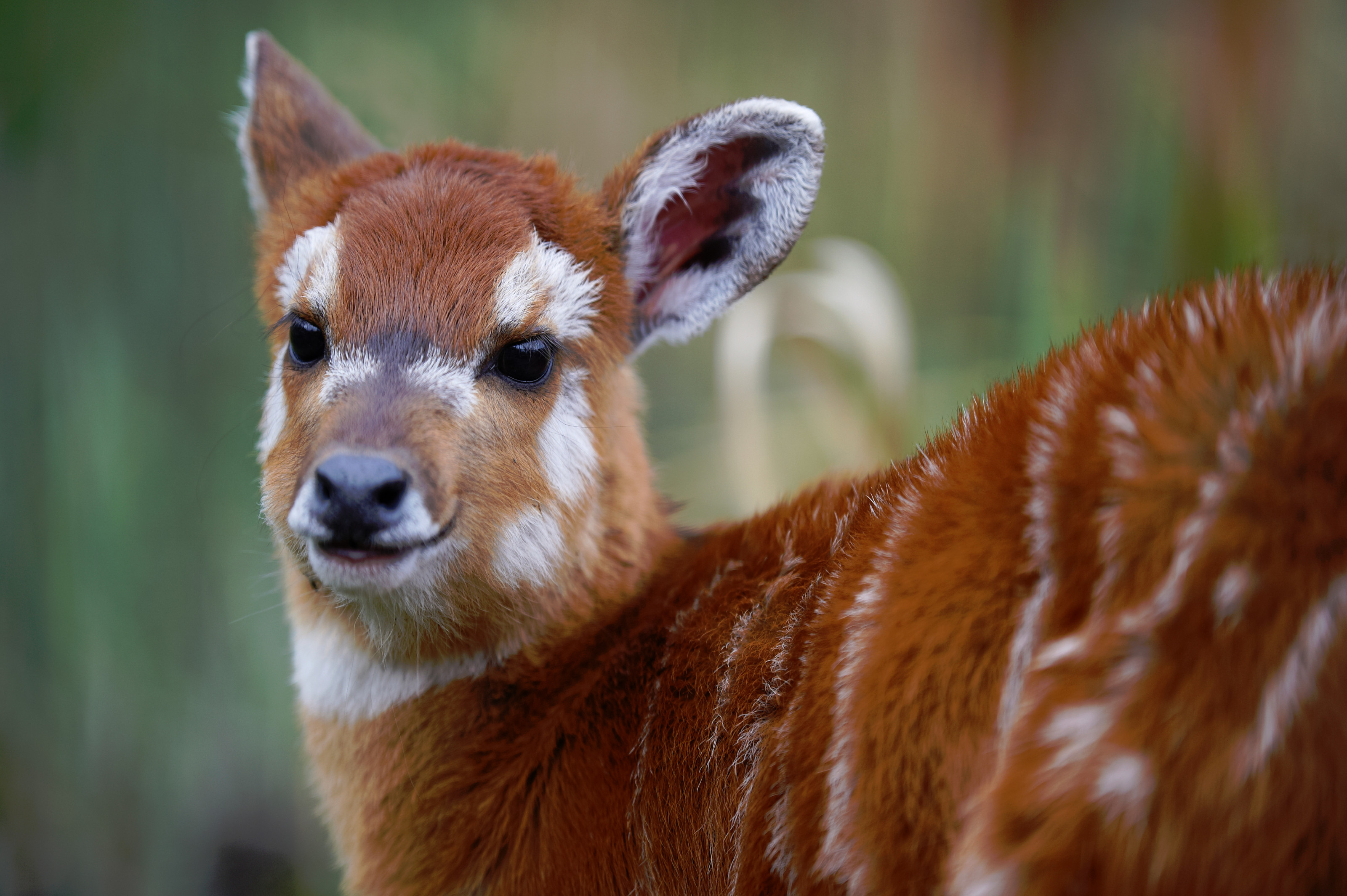 Sitatunga