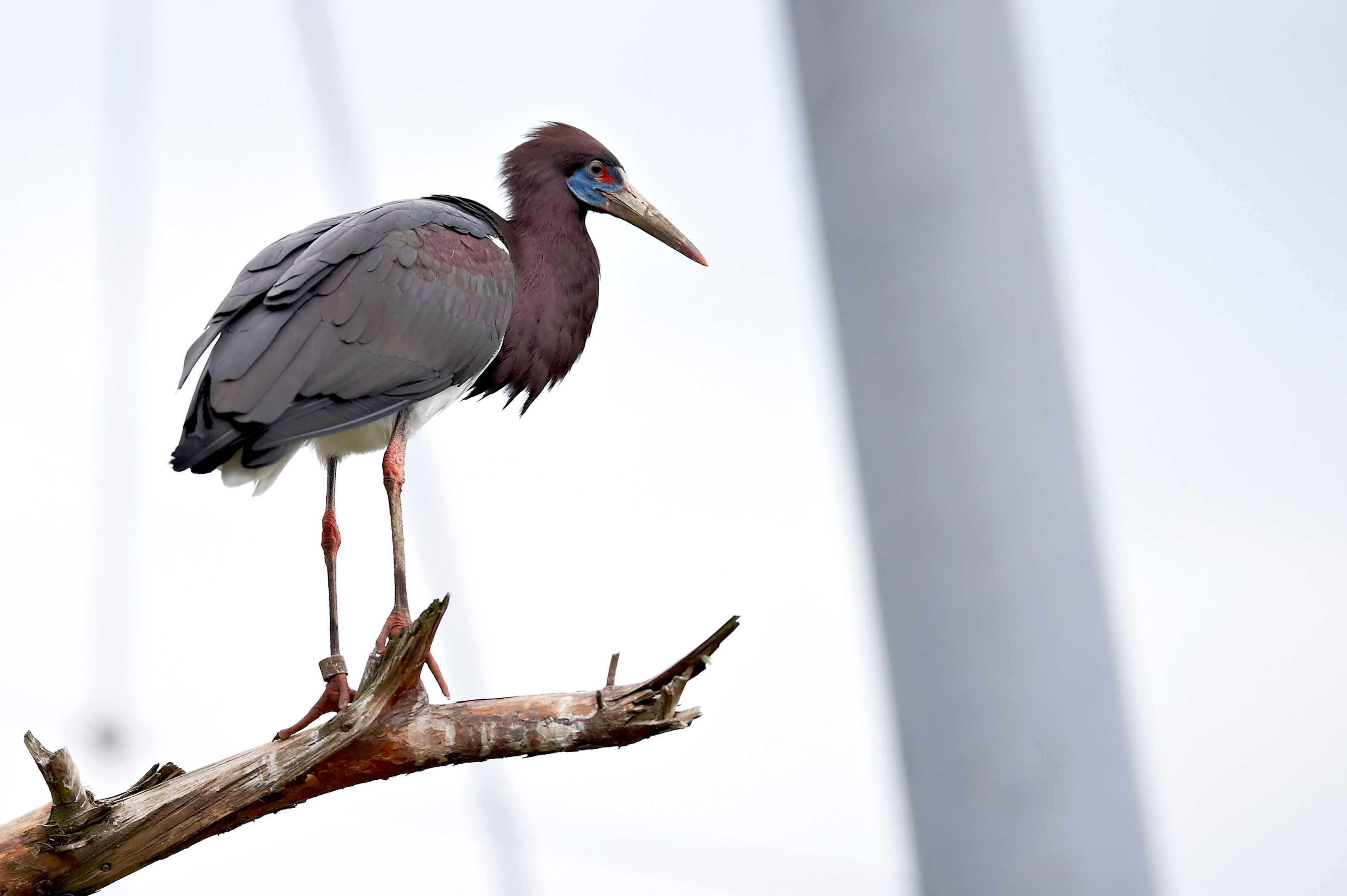 Abdims stork