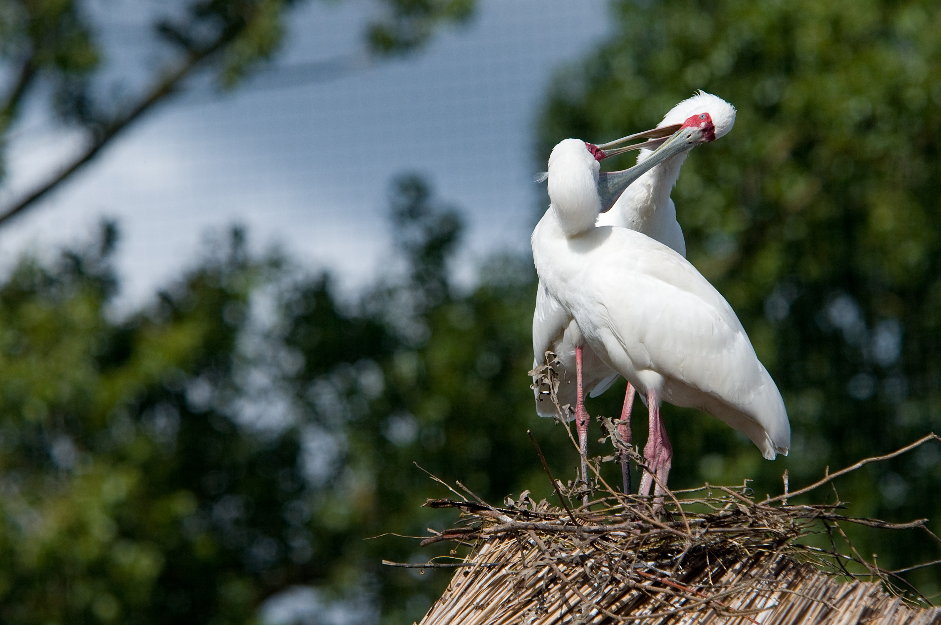 Skestork