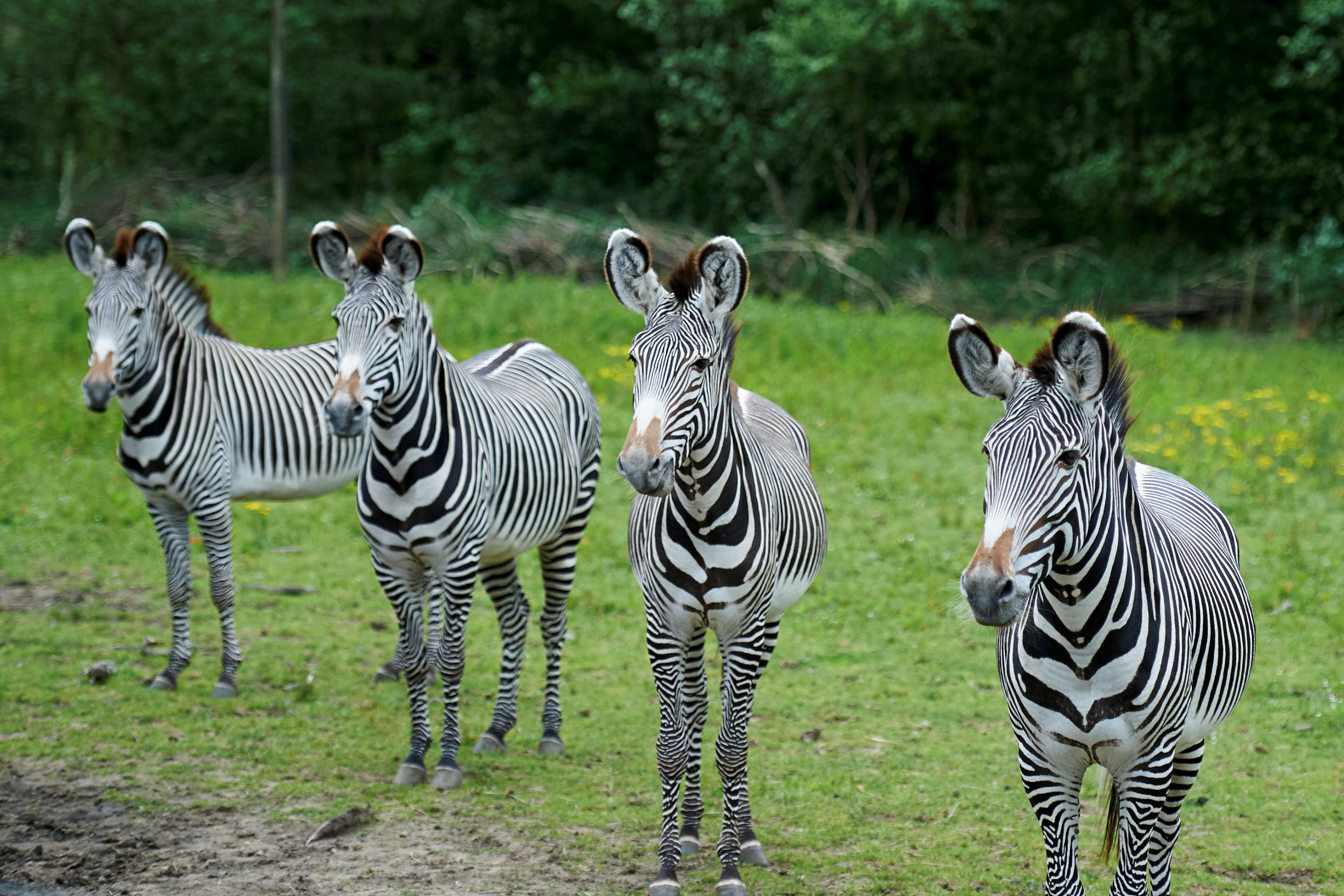Zebra