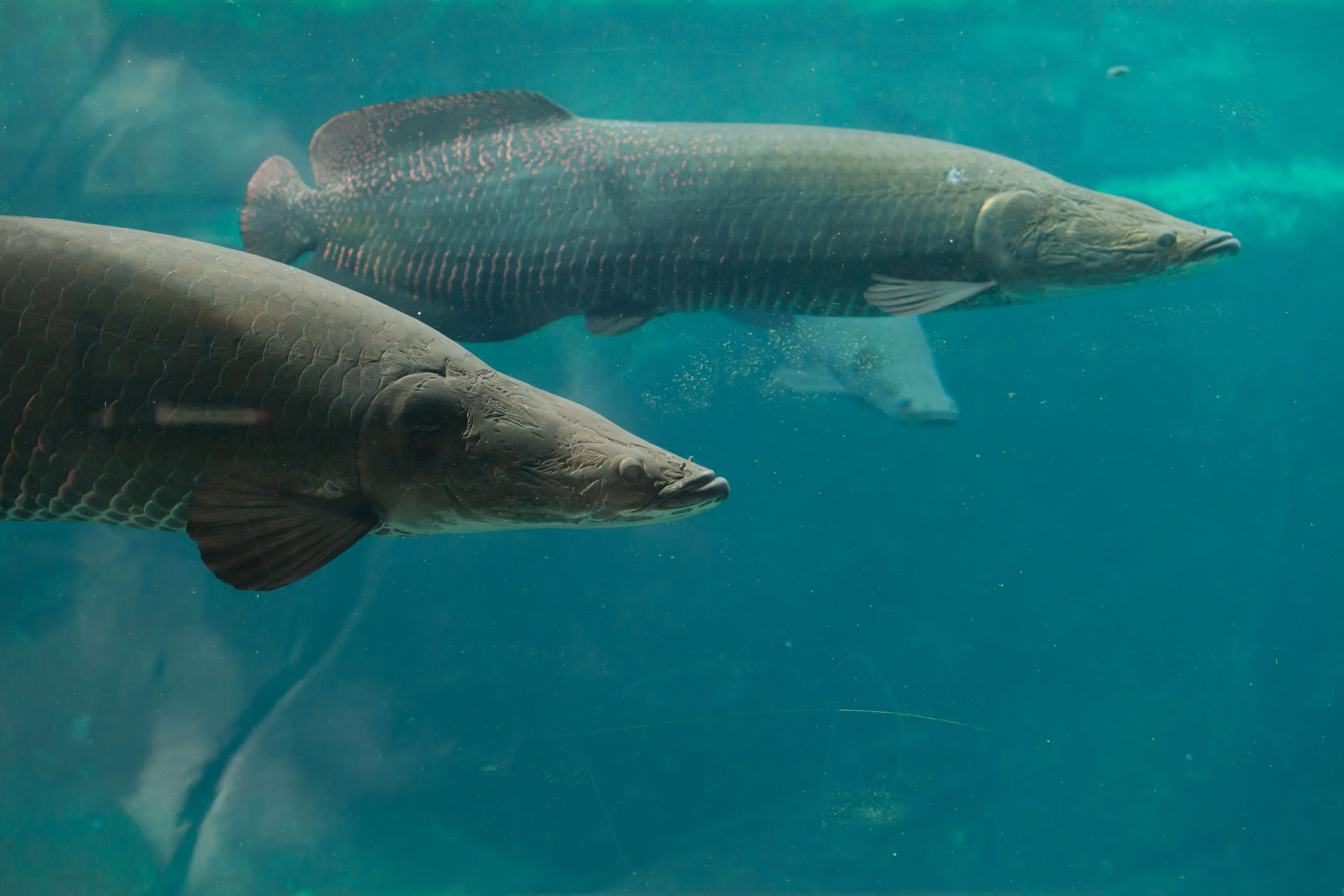 Arapaima