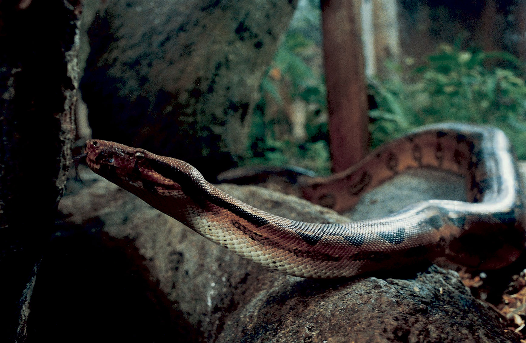 Kongeboa