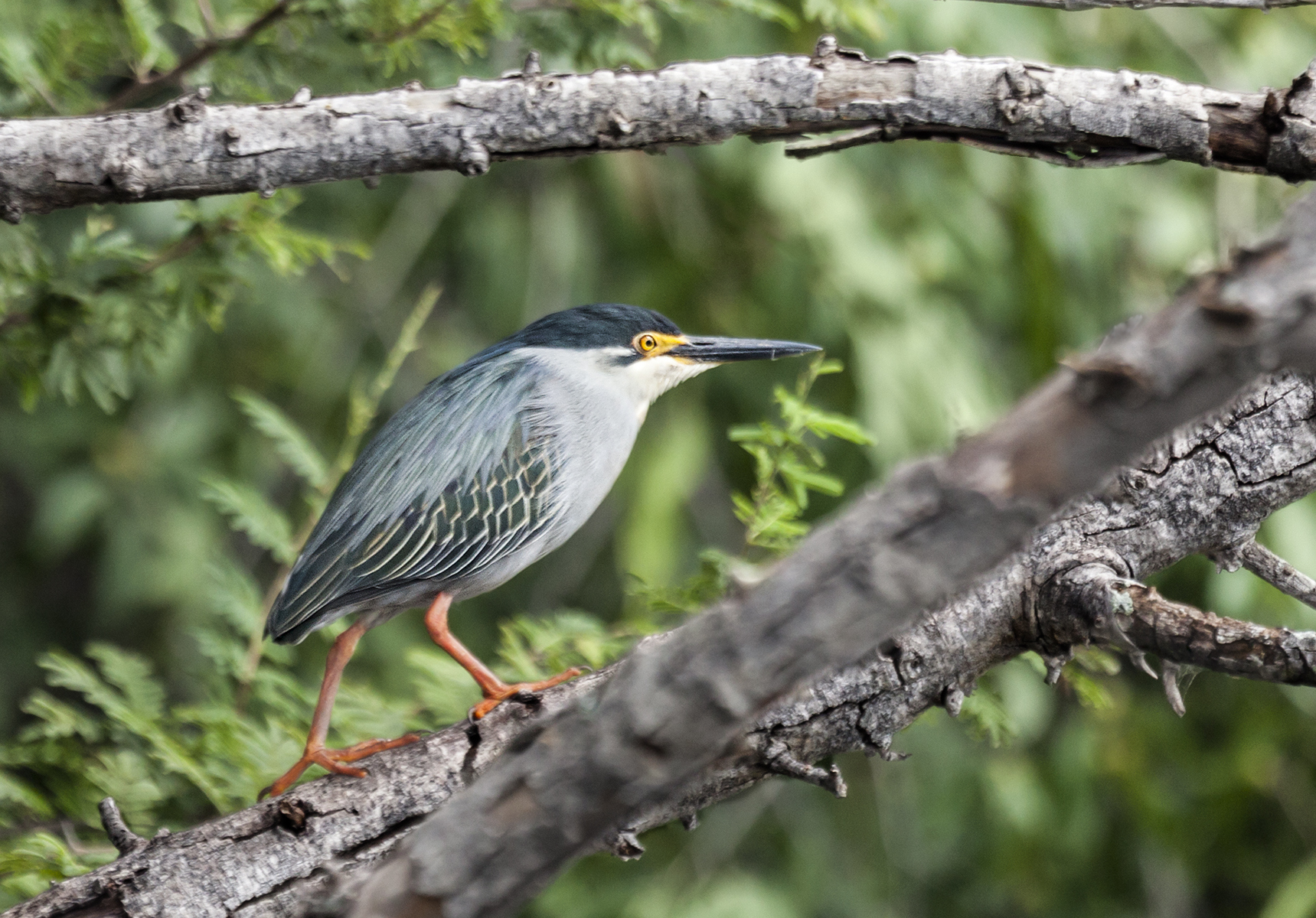 Mangrove hejre