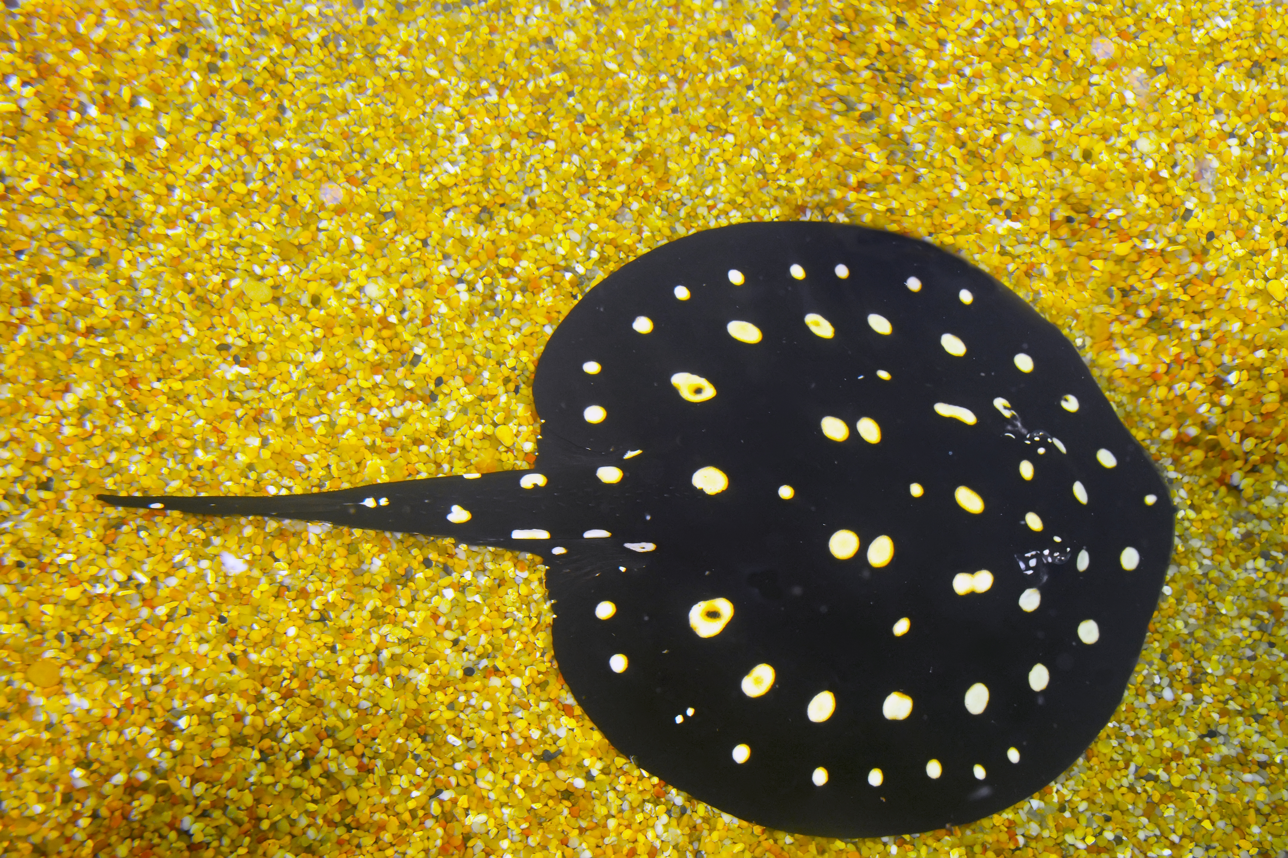 Pilrokke (Potamotrygon leopoldi)