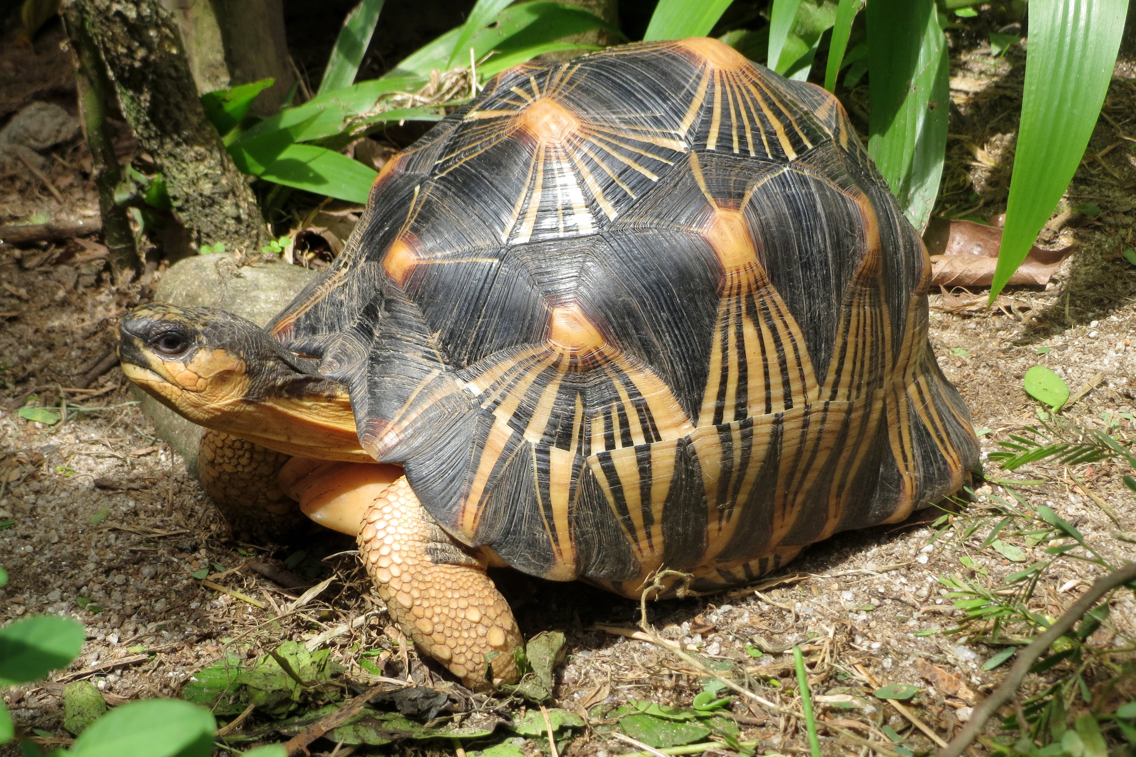 Stråleskildpadde