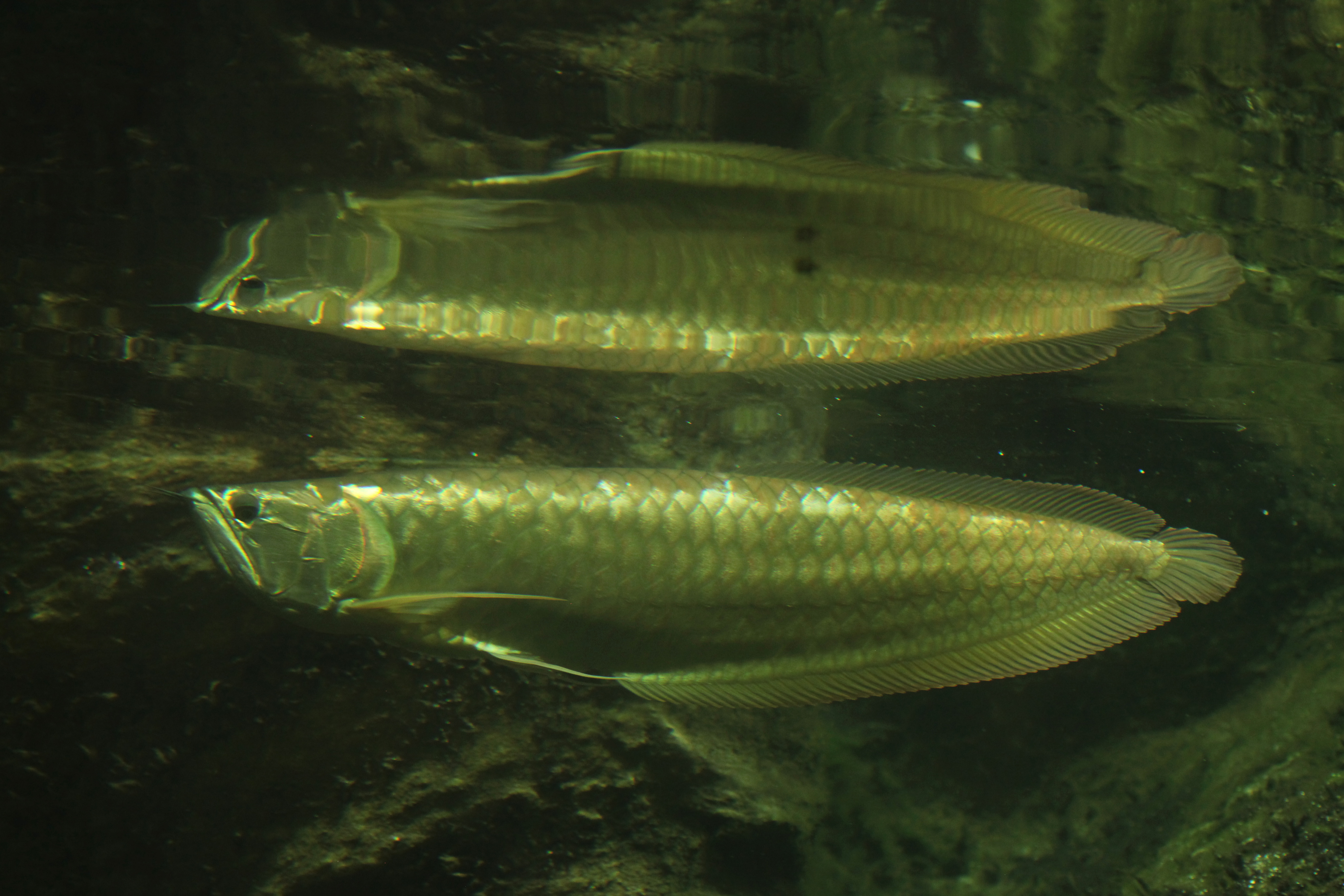 Silver arowana